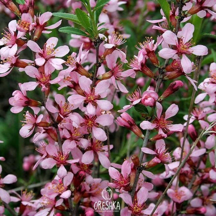 Костянка миндаля