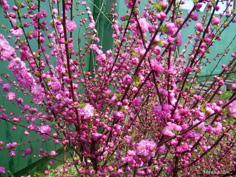 Миндаль обыкновенный (Amygdalus communis)