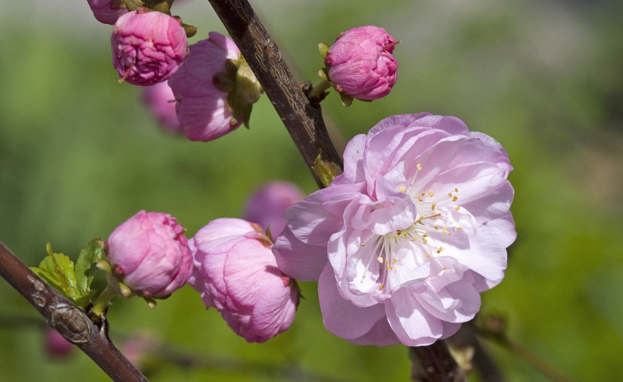 Миндаль Бухарский