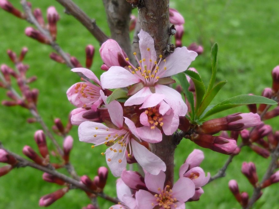 Миндаль обыкновенный (Prunus Dulcis)