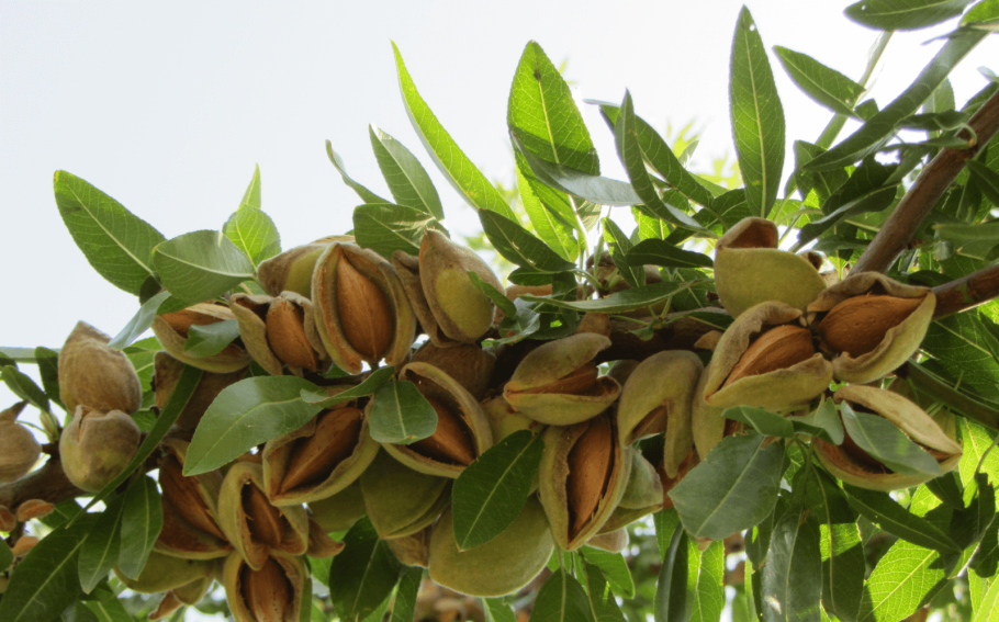 Миндаль бобовник