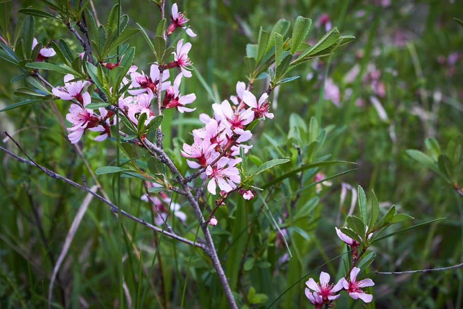Миндаль махровый розовый