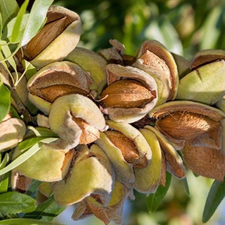 Миндаль трехлопастный луизеания