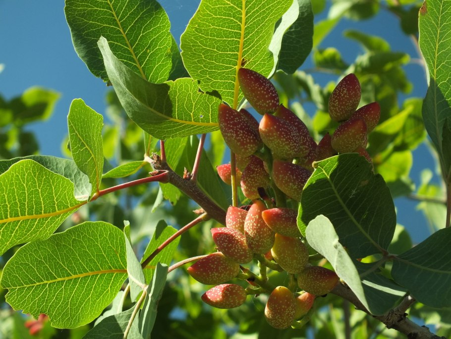Миндаль черешковый Amygdalus pedunculata
