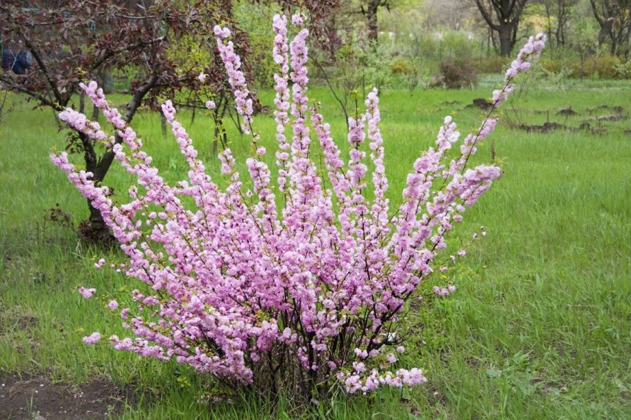 Миндаль обыкновенный (Prunus Dulcis)