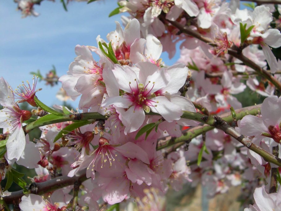 Миндаль трехлопастной Prunus triloba