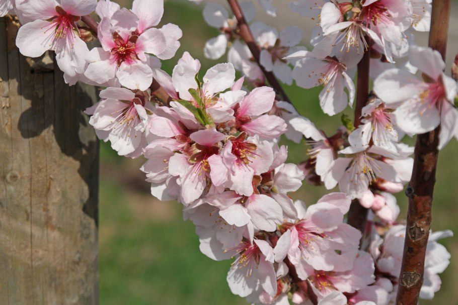 Миндаль бобовник