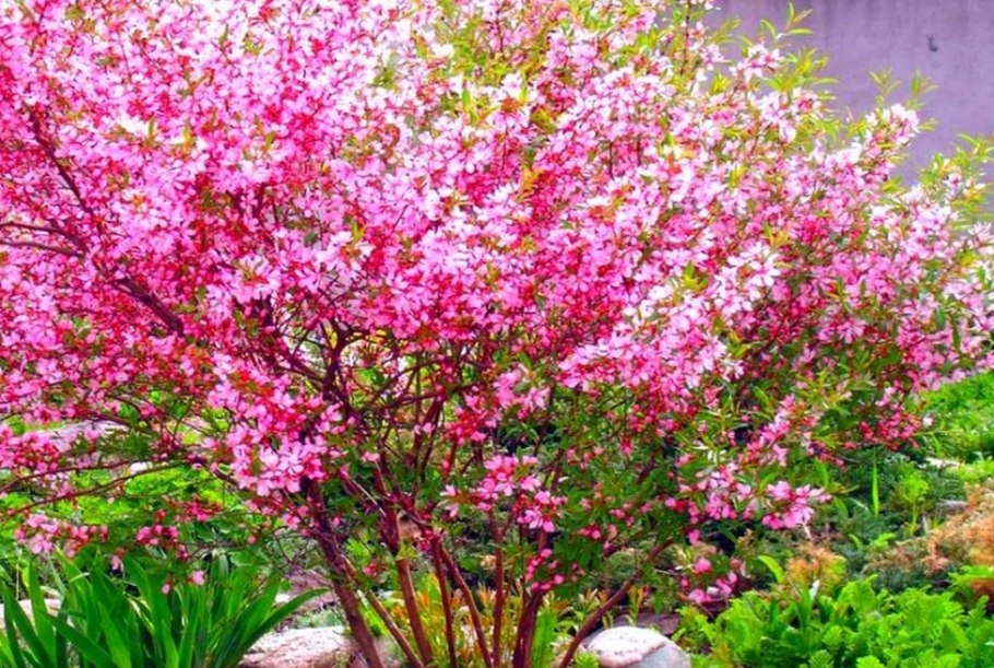 Миндаль Степной кустарник