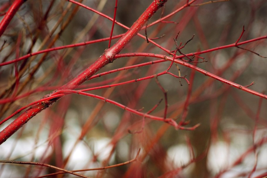 Дерен красный Элегантиссима
