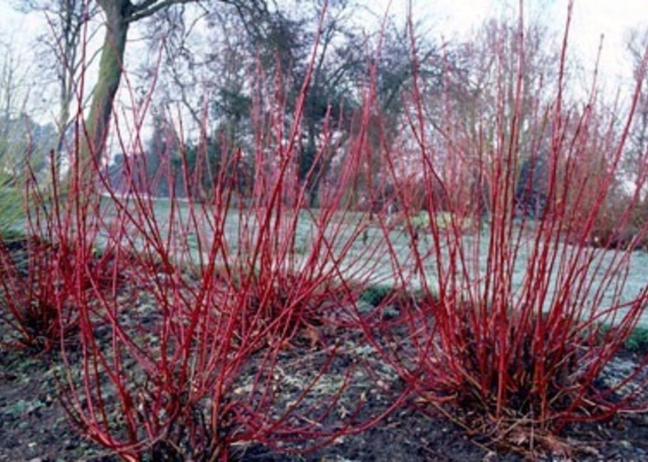 Дёрен белый Kesselringii