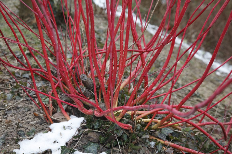 Дёрен красный Red Dogwood