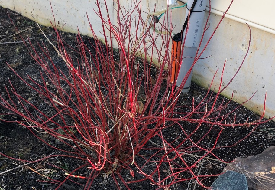 Дерен Сибирика Вариегата