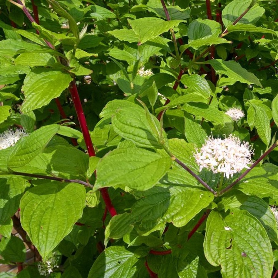 Дерен кроваво-красный, Свидина