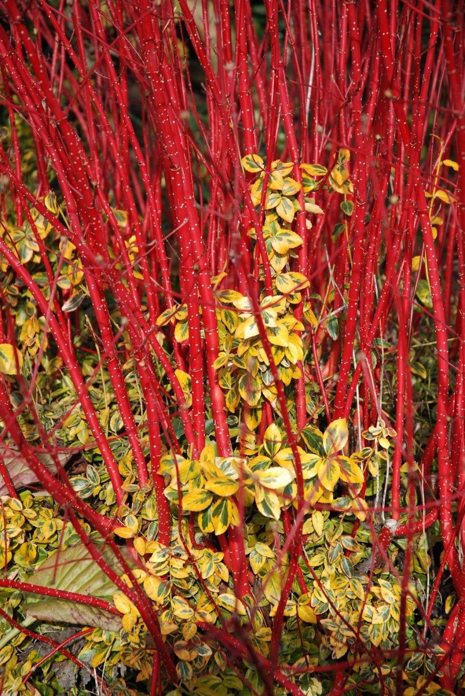Cornus Alba elegantissima