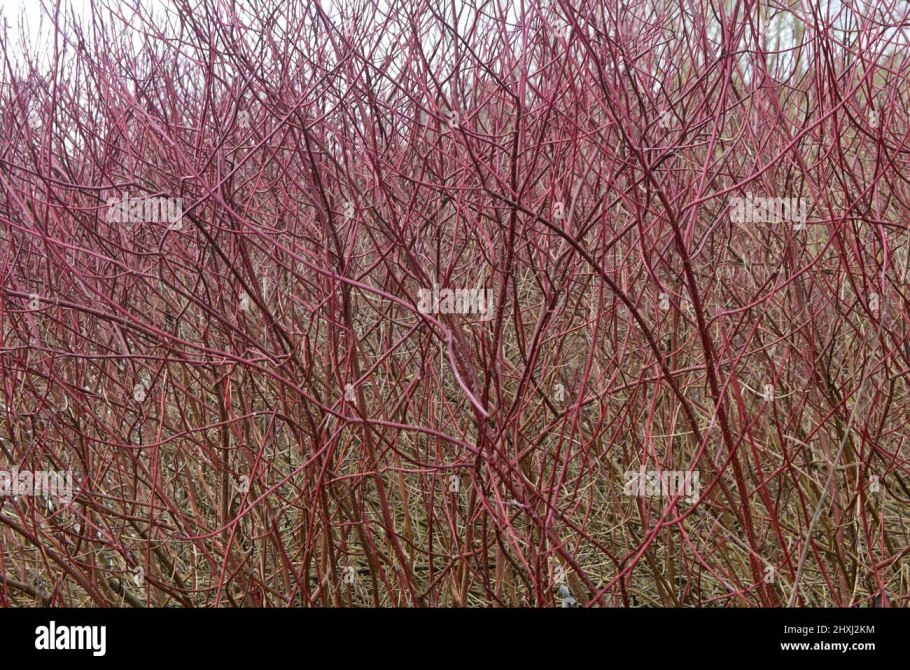 Дерен Сибирская Жемчужина