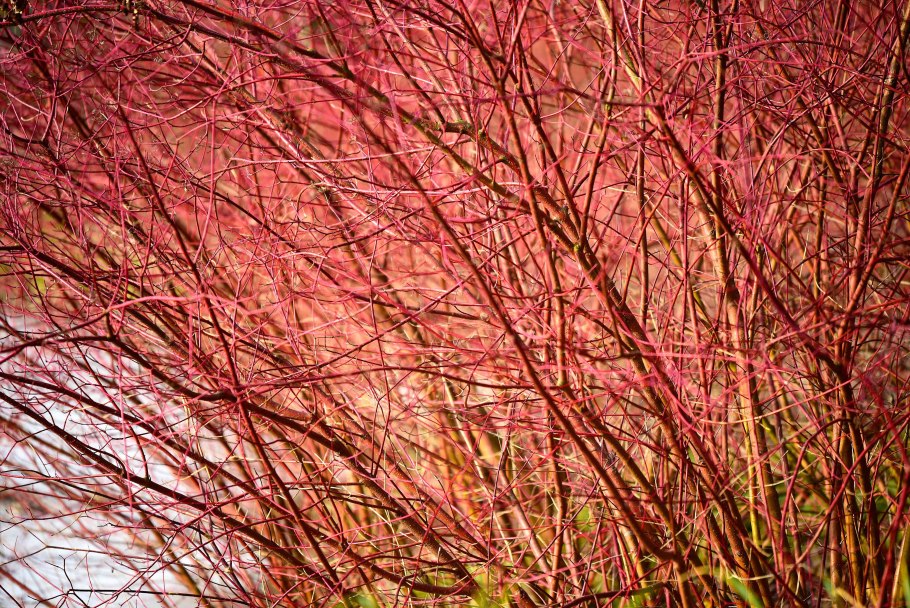Cornus sanguinea - кизил