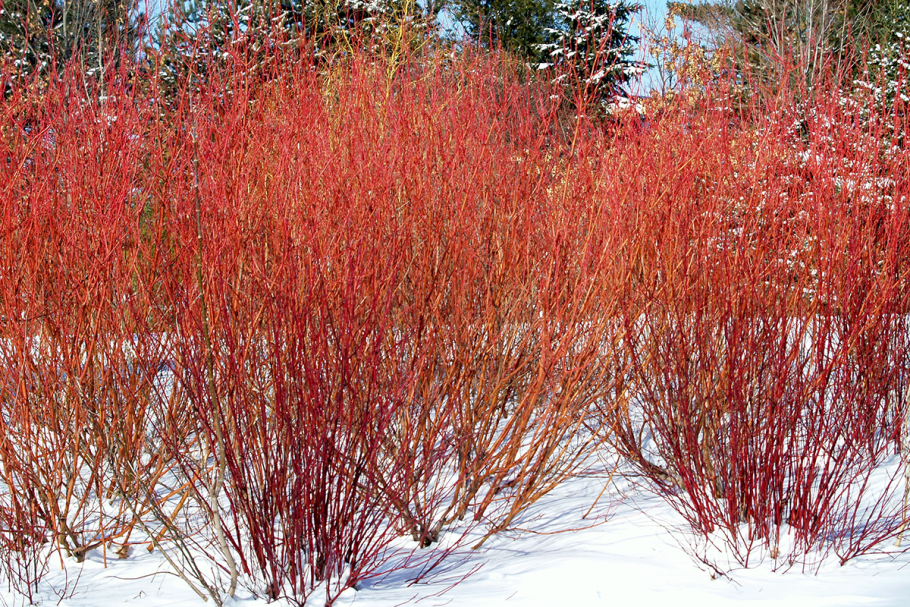 Дерен отпрысковый Кардинал