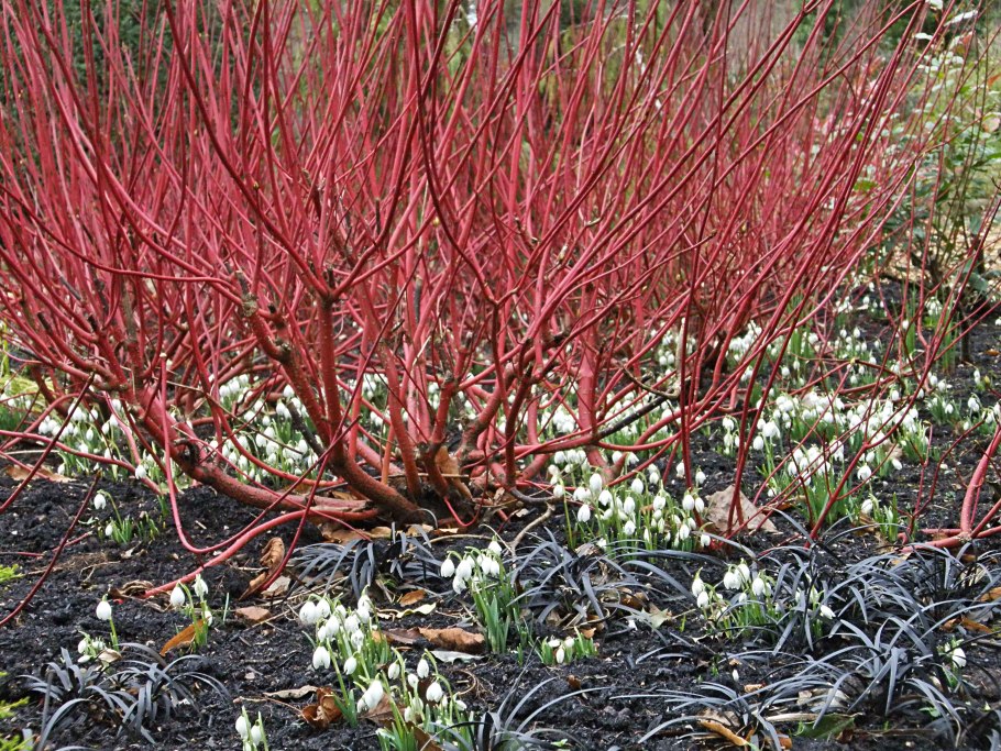 Cornus sanguinea - кизил