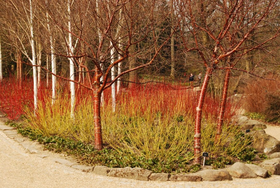 Дерен Cornus Alba sibirica