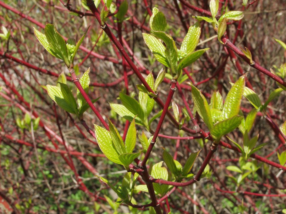 Красный Сибирика дерен