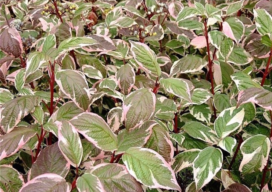 Дерен кроваво-красный Мидвинтер фаер