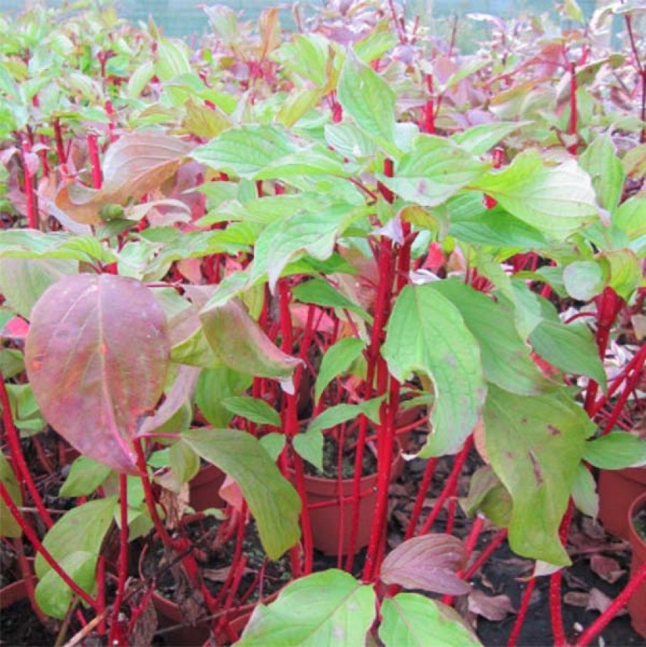 Дерен Сибирика