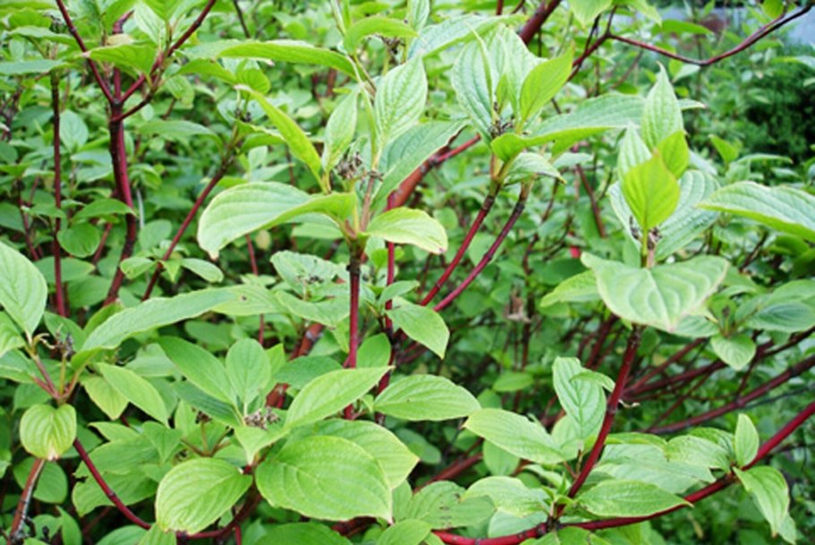 Дерен белый осенью