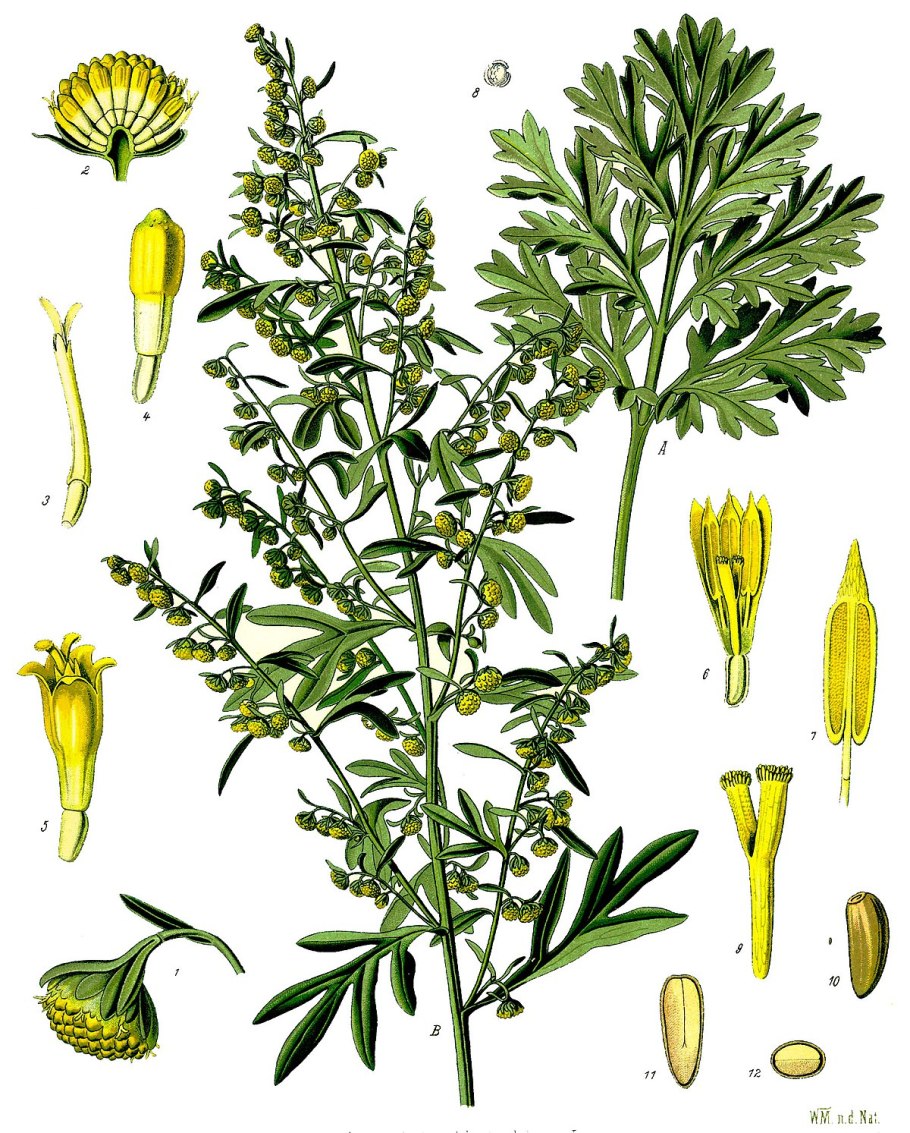 Artemisia chamaemelifolia