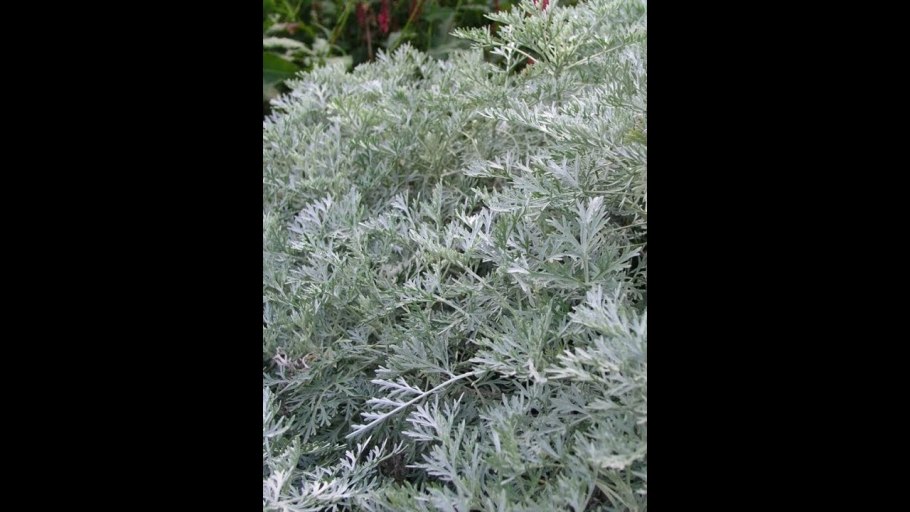 Полынь Artemisia maritima