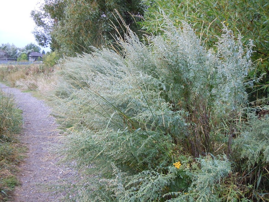 Полынь бальзамическая