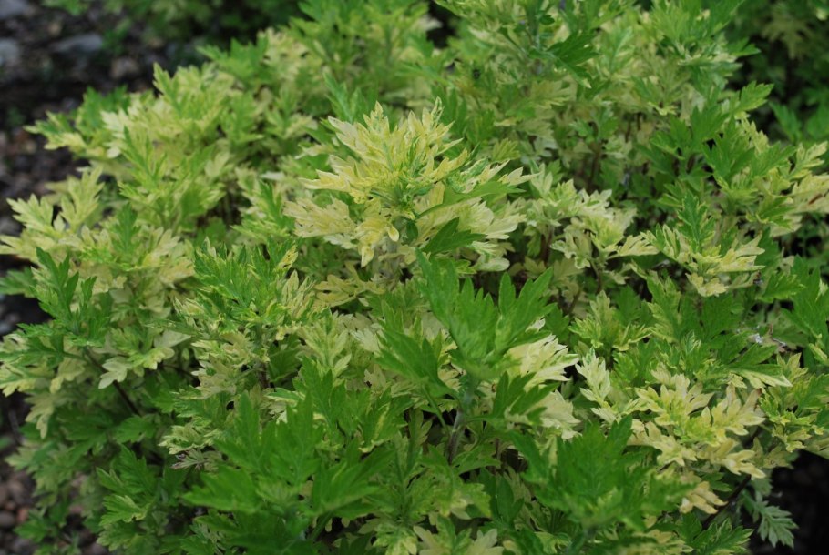 Полынь горькая (Artemisia absinthium)