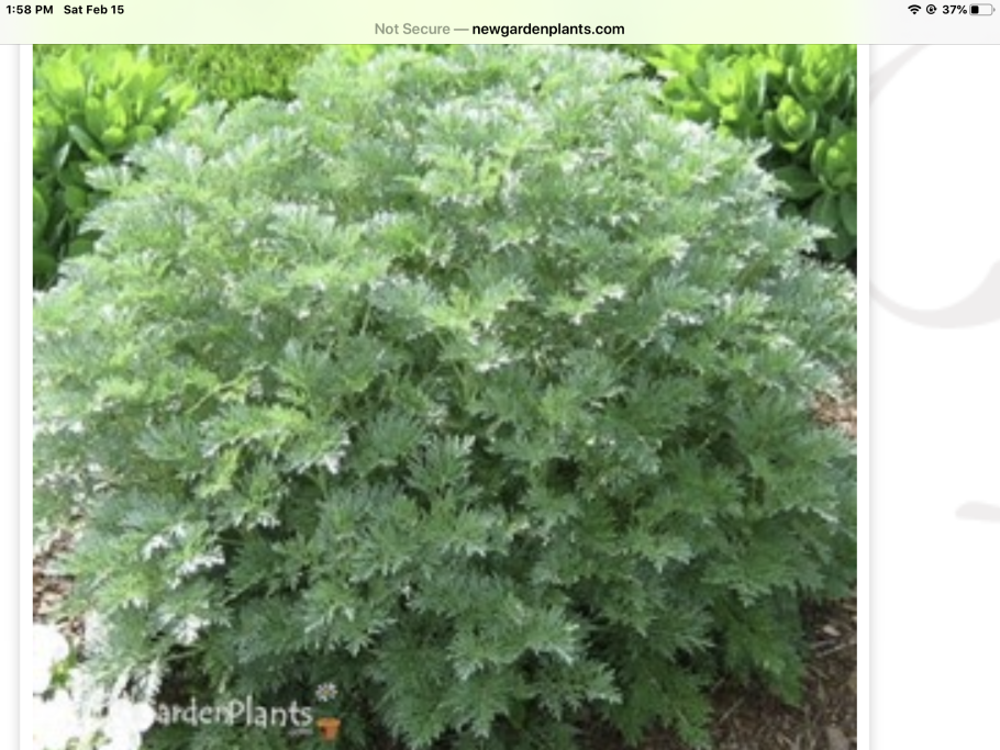 Древовидная Полынь Artemisia abrotanum