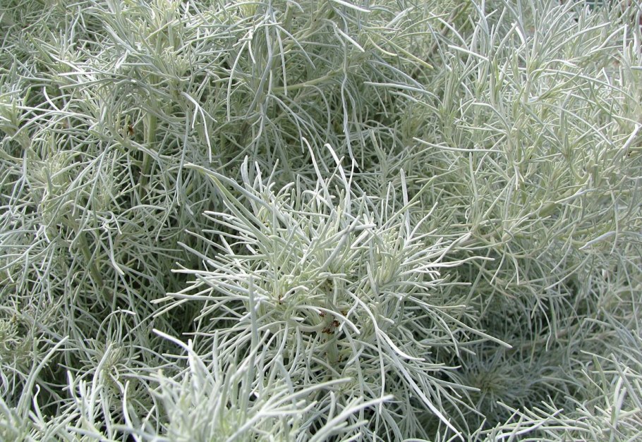 Полынь обыкновенная Artemisia vulgaris l.