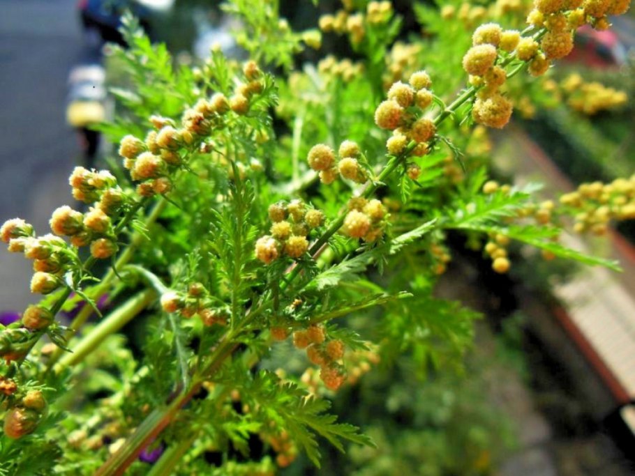 Artemisia meyeriana