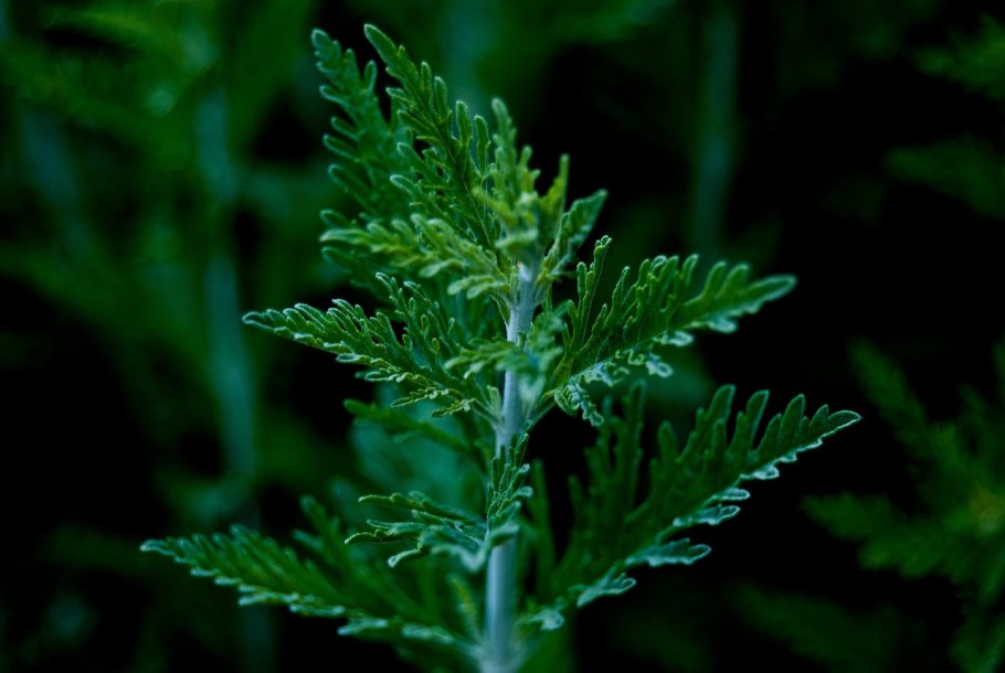Полынь чернобыльник Artemisia vulgaris