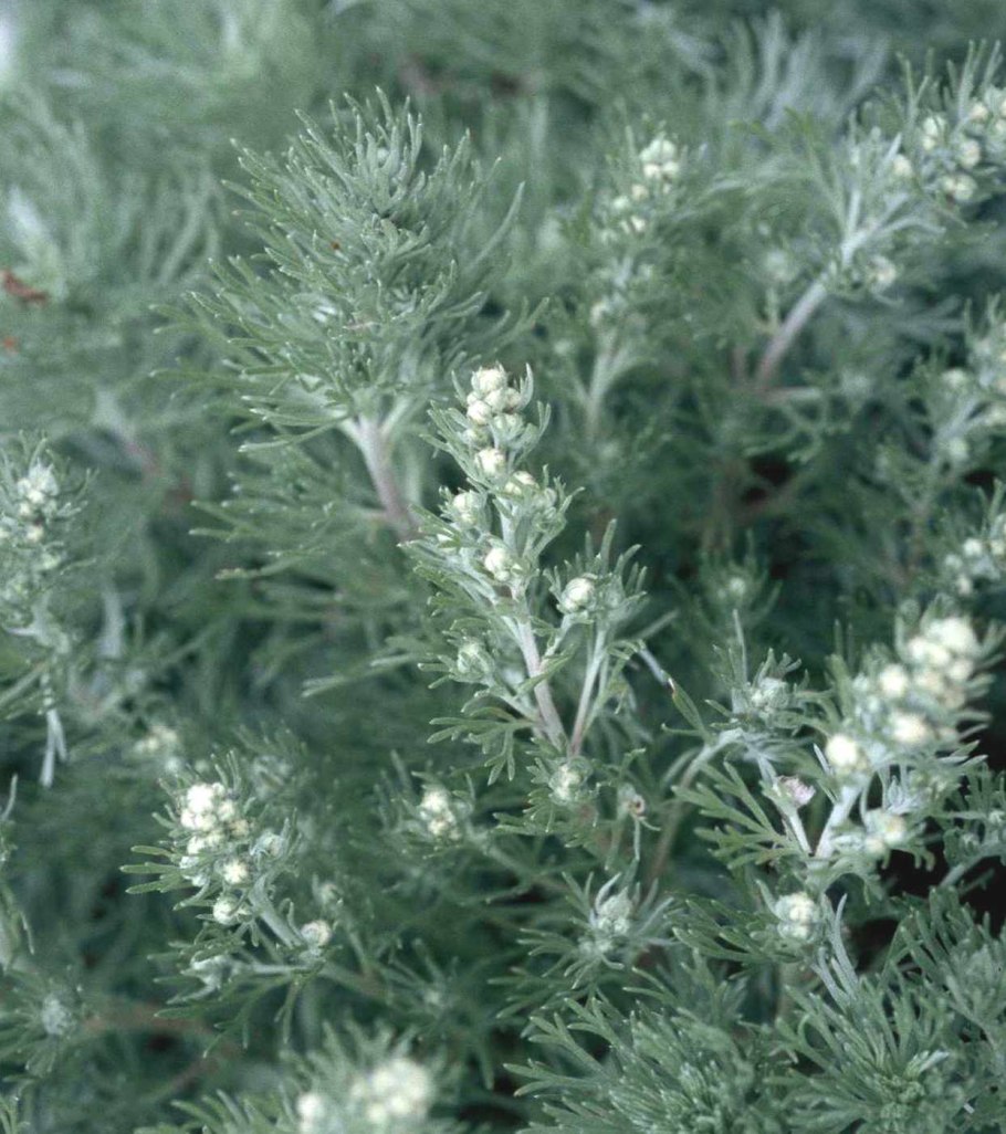 Полынь камфорная