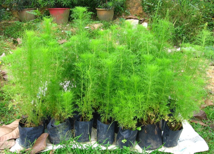 Полынь ползучая