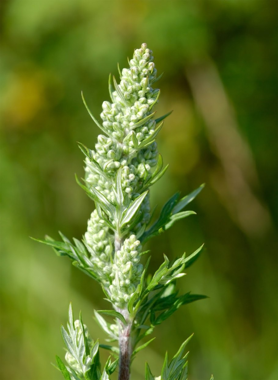 Полынь обыкновенная (Artemisia vulgaris)