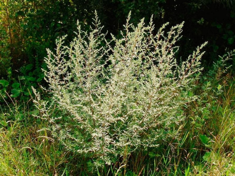 Полынь Людовика (Artemisia ludoviciana)