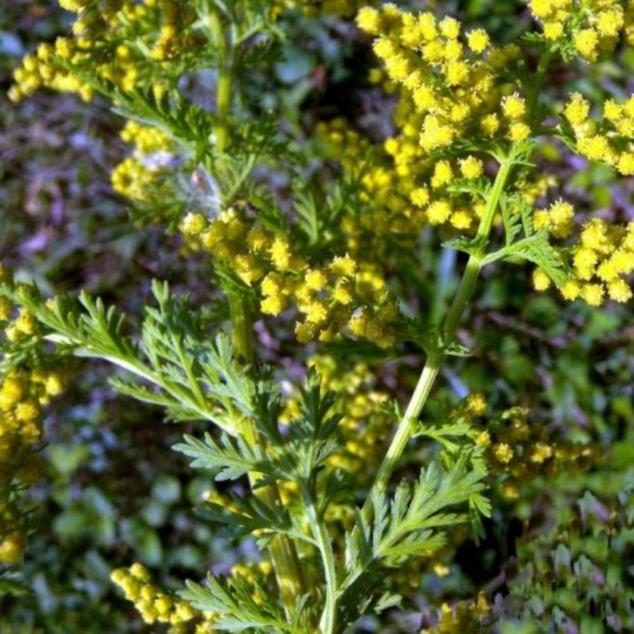 Полынь обыкновенная (Artemisia vulgaris)