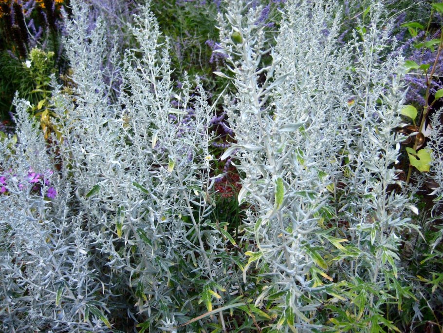 Полынь горькая серебристая