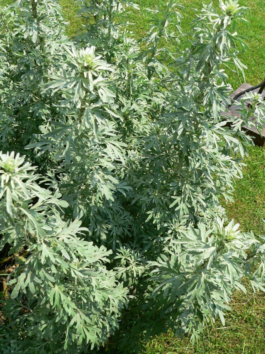 Полынь горькая artemisia absinthium