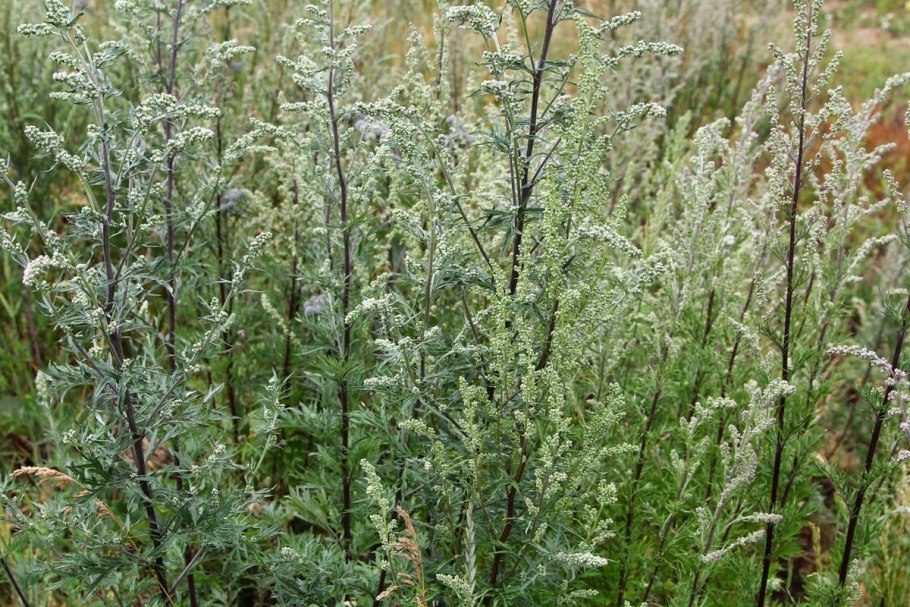 Полынь Artemisia maritima