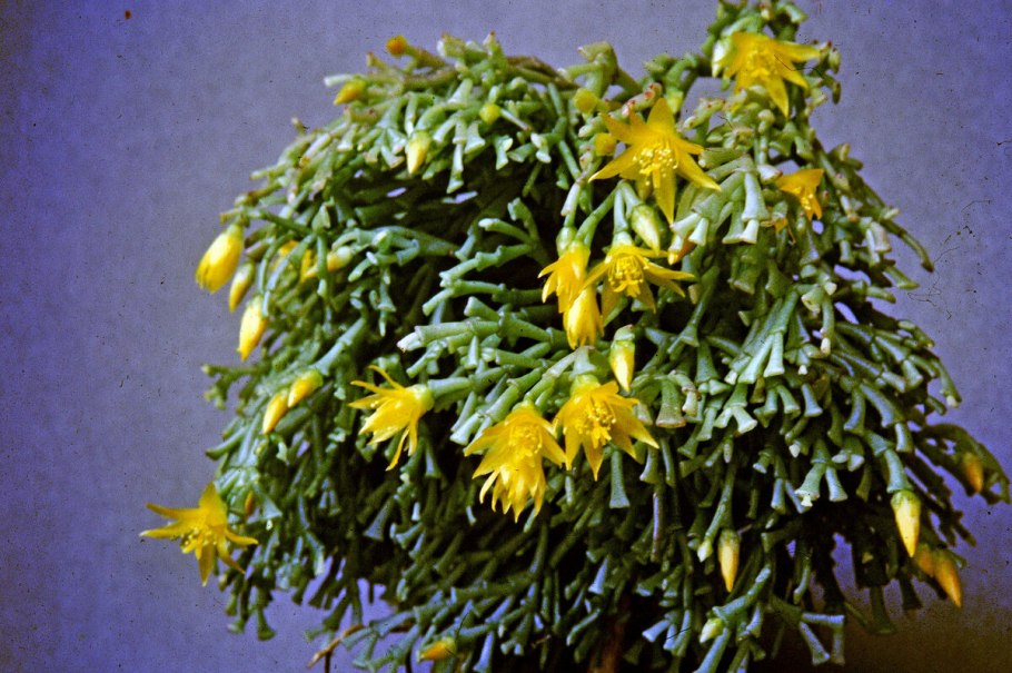 Кактус хатиора солеросовая