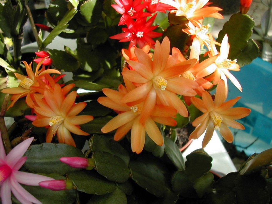 Кактус хатиора