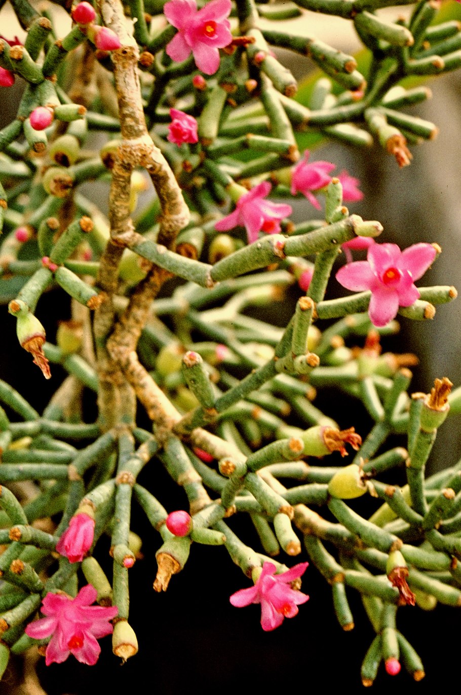 Кактус хатиора