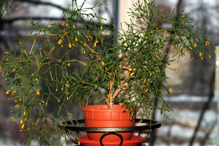 Хатиора Танцующие кости