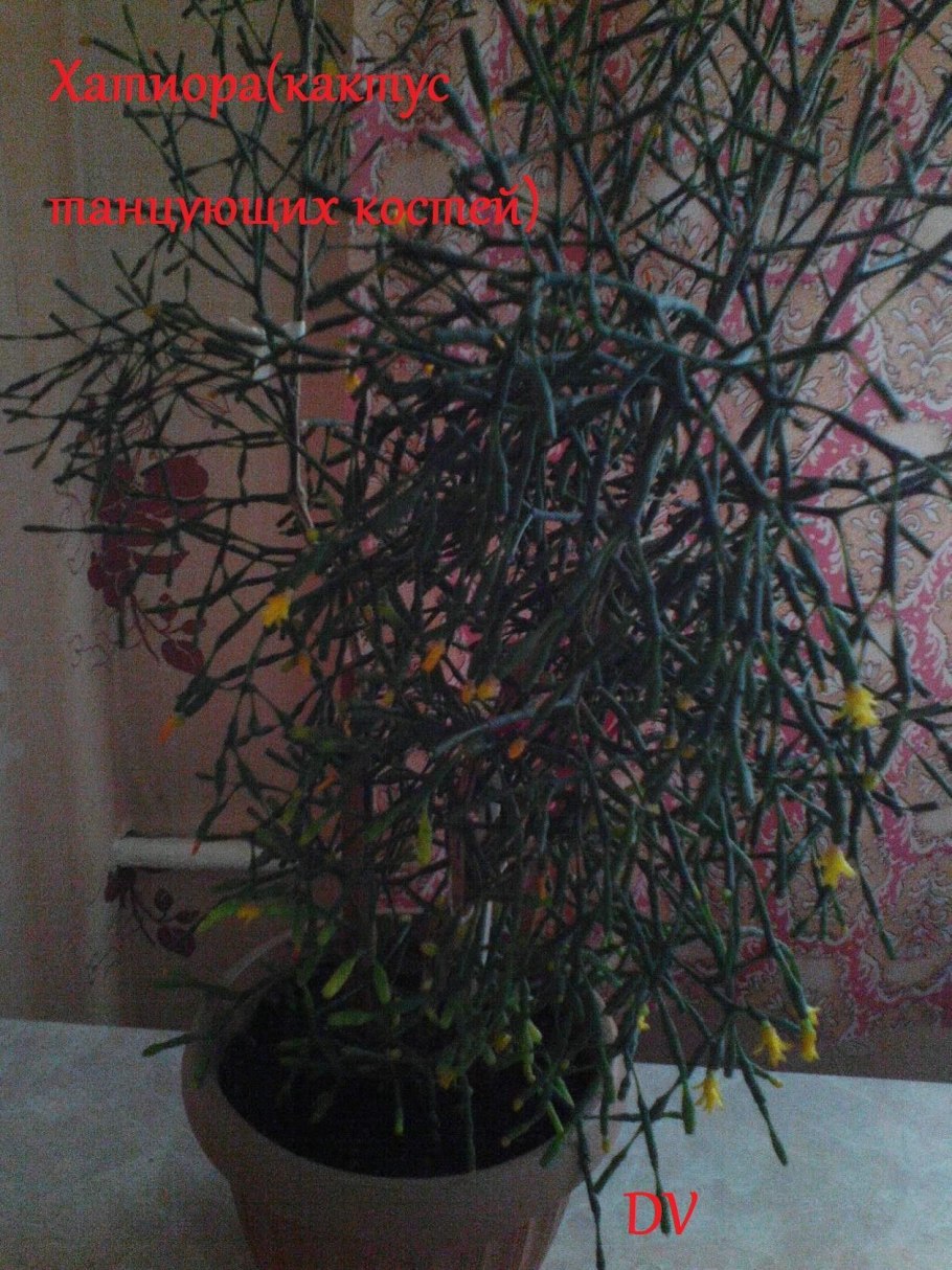 Хатиора Танцующие кости