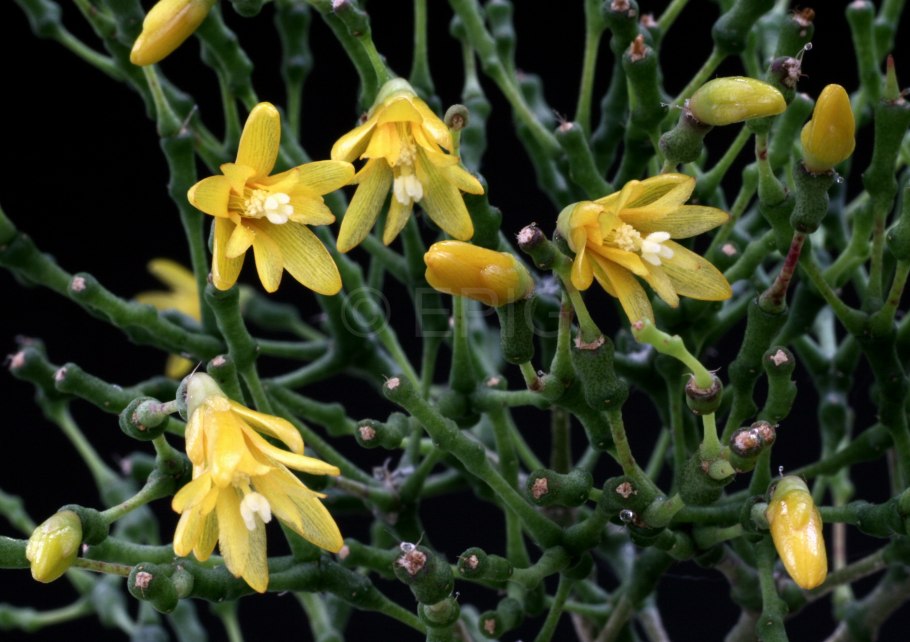 Хатиора солеросовая