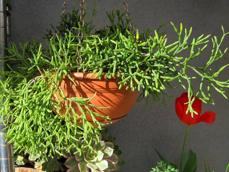 Хатиора палочник